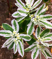 Mliečnikovka obrúbená - Euphorbia marginata - semená - 20 ks