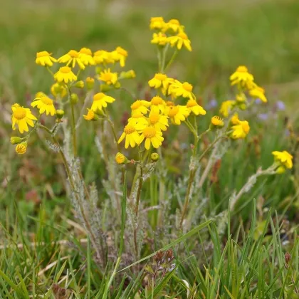 Rumanovec farbiarsky - Anthemis tinctoria - semená rumanovca - 500 ks