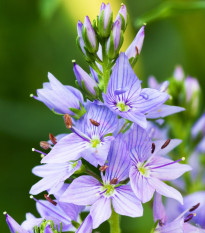 Veronika lekárska - Veronica officinalis - semená veroniky - 30 ks