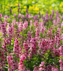 Angelónia úzkolistá Serenita pink - Angelonia angustifolia - semená angelónie - 6 ks