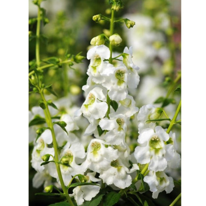 Angelónia úzkolistá Serenita white - Angelonia angustifolia - semená angelónie - 6 ks