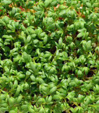 BIO Žerucha Sprint - Lepidium sativum - semená žeruchy - 120 ks