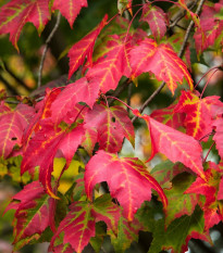 Javor červený - Acer rubrum - semená javora - 5 ks