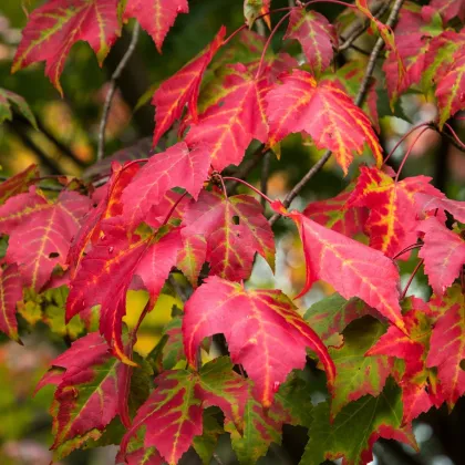 Javor červený - Acer rubrum - semená javora - 5 ks