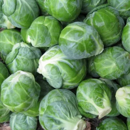 BIO Kel ružičkový Dagan F1 - Brassica oleracea - semená kelu - 20 ks