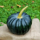 BIO Tekvica Black Futsu - Cucurbita moschata - bio semená tekvice - 7 ks