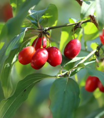 Drieň obyčajný - Cornus mas - semená drinu - 3 ks