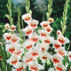 Gladiola Japonica - Gladiolus - hľuzy gladioly - 3 ks