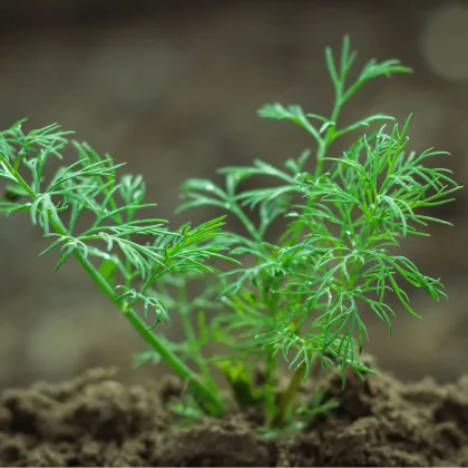 BIO kôpor voňavý Hera - Anethum graveolens - bio semená kôpru - 400 ks