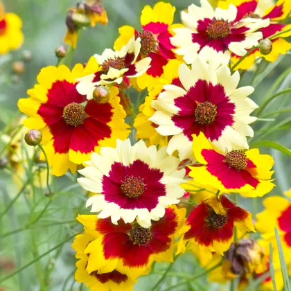 Krásnoočko trpasličie mix - Coreopsis hybrida - semená červenoočky - 200 ks