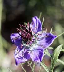 Černuška španielska - Nigella hispanica - semená - 80 ks