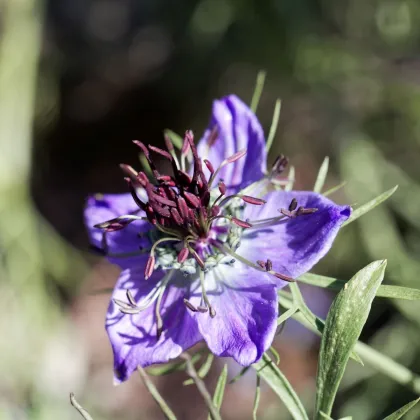 Černuška španielska - Nigella hispanica - semená - 80 ks