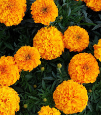 Aksamietnica vzpriamená obrovská - Sunset - Tagetes erecta - semená - 0,3 g