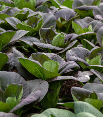 Pak Choi Baraku F1 – Brassica rapa chinensis – semená listovej zeleniny