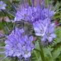 Facélia vratičolistá - Phacelia tanacetifolia - pre včely - semená facélie - 50 ks