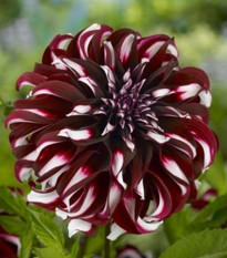 Georgína Tartan - Dahlia - hľuzy georgíny - 1 ks