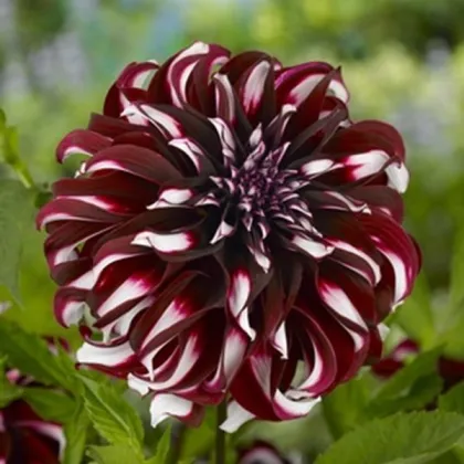 Georgína Tartan - Dahlia - hľuzy georgíny - 1 ks