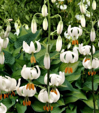 Ľalia Martagon Snowy Morning - Lilium martagon - cibuľa ľalia - 1 ks