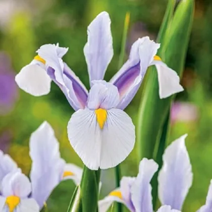 Kosatec holandský Carmen - Iris hollandica - cibuľky kosatca - 3 ks