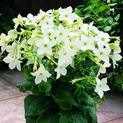 Tabak Saratoga biely F1 - Nicotiana x alata - semená tabaku - 30 ks