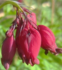 Srdcovka formosa Bacchannal - Dicentra formosa - hľuzy srdcovky - 1 ks