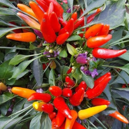 Chilli Rainbow fire - Capsicum frutescens - semená chilli - 6 ks ​
