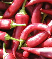 Paprika Žitava - Capsicum annuum - semená papriky - 30 ks