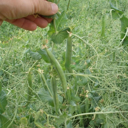 Hrach Kučeráč - Pisum sativum - semená hrachu - 35 ks