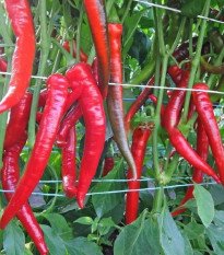 Paprika Pálivec - Capsicum annuum - semená papriky - 20 ks