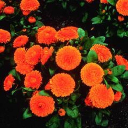 Nechtík lekársky Bon Bon oranžový - Calendula officinalis - semená nechtíka - 20 ks