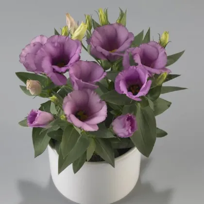 Eustoma Lilac F1 - Eustoma grandiflorum - semena eustomy - 12 ks ​