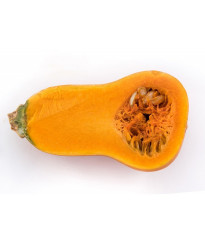 Tekvica maslová Honeynut - Cucurbita moschata - semená tekvica - 6 ks ​