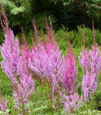 Astilba čínska ružová - Astilbe chinensis var. pumila - semená astilby - 10 ks​