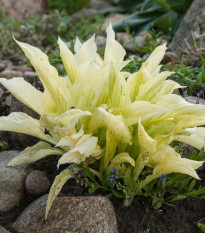 Funkia - Hosta White Feather - hľuzy funkie - 1 ks