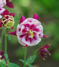 Orlíček Winky Red White Double - Aquilegia - voľnokorenné sadenice orlíčka - 1 ks