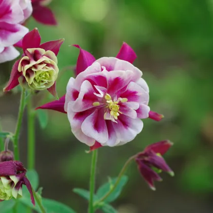 Orlíček Winky Red White Double - Aquilegia - voľnokorenné sadenice orlíčka - 1 ks