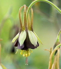 Orlíček Chocolat Soldier - Aquilegia - voľnokorenné sadenice orlíčka - 1 ks