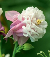 Orlíček Pink Pettitcoat - Aquilegia - voľnokorenné sadenice orlíčka - 1 ks