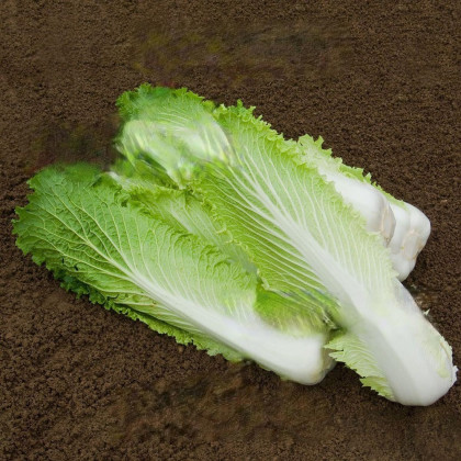BIO Kapusta pekingská Granat - Brassica oleracea - bio semená kapusty - 100 ks