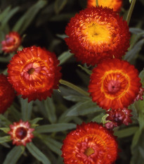 Slamienka Scarlet - Helichrysum bracteatum - semená slamienky - 500 ks