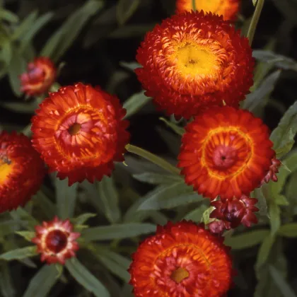 Slamienka Scarlet - Helichrysum bracteatum - semená slamienky - 500 ks