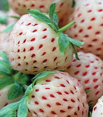 Jahoda Pineberry - Fragaria ananassa - voľnokorenné sadenice jahôd - 2 ks