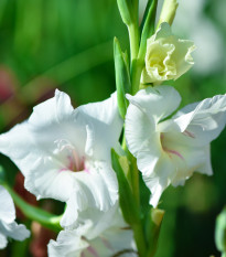 Gladiola biela - Gladiolus White Prosperity - gladioly - hľuzy gladioly - 3 ks