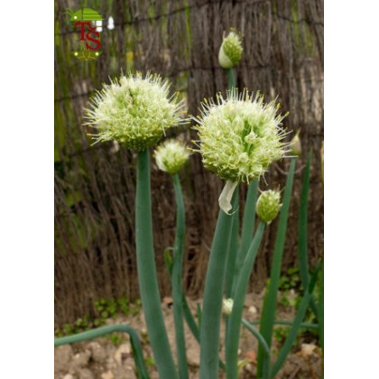 Cibuľa zimná - Allium fistulosum L. - semená cibule - 1 g