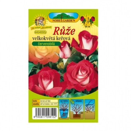 Ruža veľkokvetá kríková červenobiela - Rosa - prostokorenné sadenice ruže - 1 ks