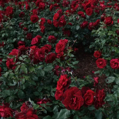 Ruža veľkokvetá kríková tmavočervená - Rosa - jednoducho korenené sadenice ruže - 1 ks