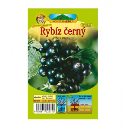 Ríbezle čierne - Ribes sylvestre - jednoducho korenené sadenice ríbezlí - 1 ks