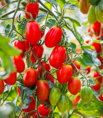 Paradajka Roma - Solanum lycopersicum - semená paradajky - 65 ks