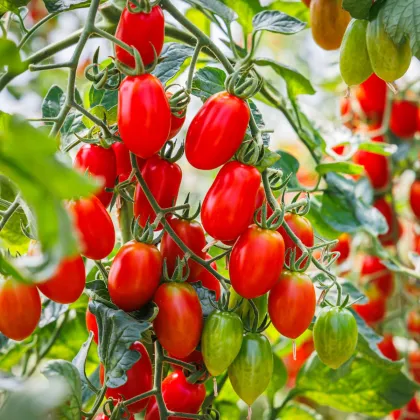 Paradajka Roma - Solanum lycopersicum - semená paradajky - 65 ks