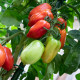 Paradajka San Marzano Gigante F1 - Solanum lycopersicum - semená paradajky - 8 ks